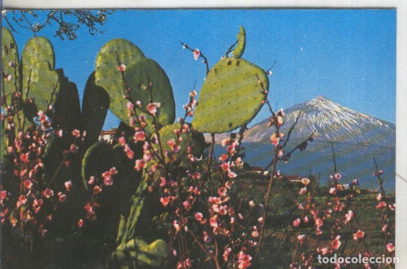 Postais: Postal 5171 : Flores y Pico del Teide en Tenerife - Varios
