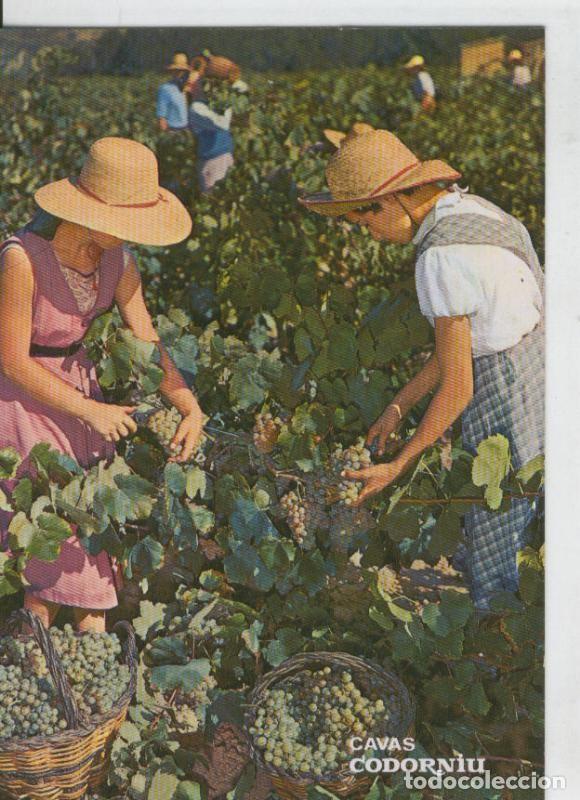 Postales: Postal 6959 : Vendimia en las Cavas Codorniu - Varios