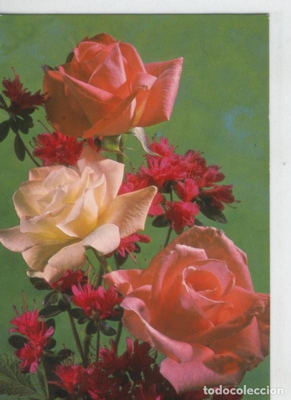 Postkarten: Postal 6907: Rosas - Varios