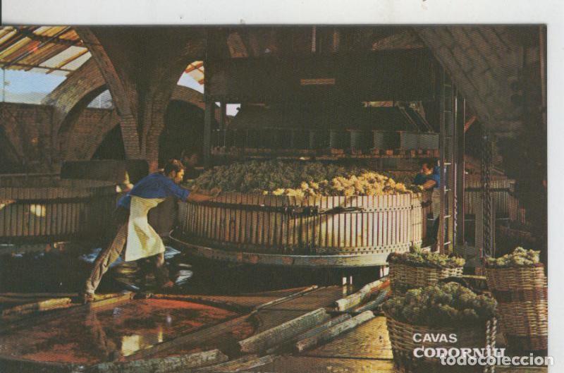 Postales: Postal 008229: Prensado de la uva en las cavas Codorniu - Varios