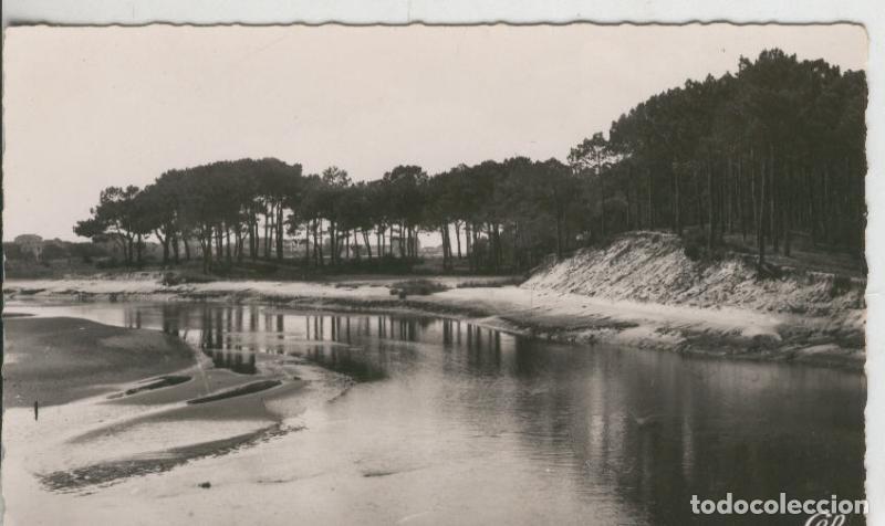 Postcards: Postal 008878: Capbreton, Les pins maritimes du Bourret - Varios
