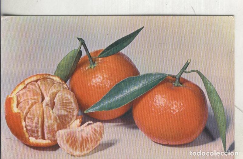 Cartes Postales: Postal 003780: Fruta: Clementina - Varios