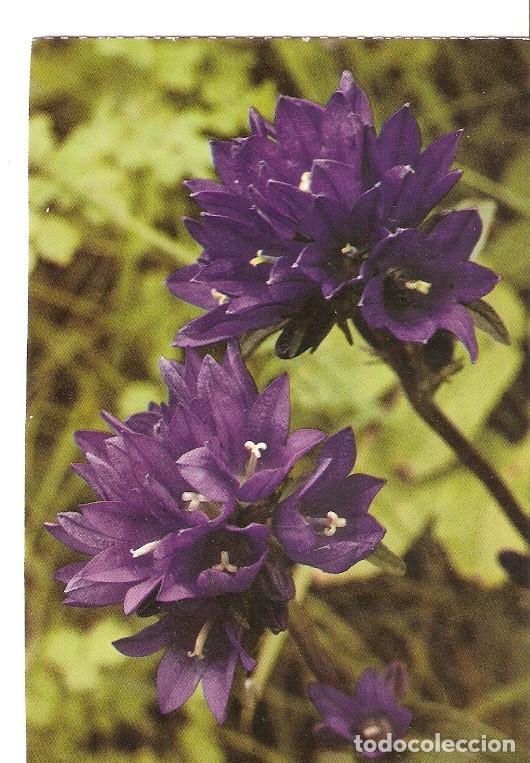 Postais: Postal 022408 : Campanula glomerata, flor - Varios