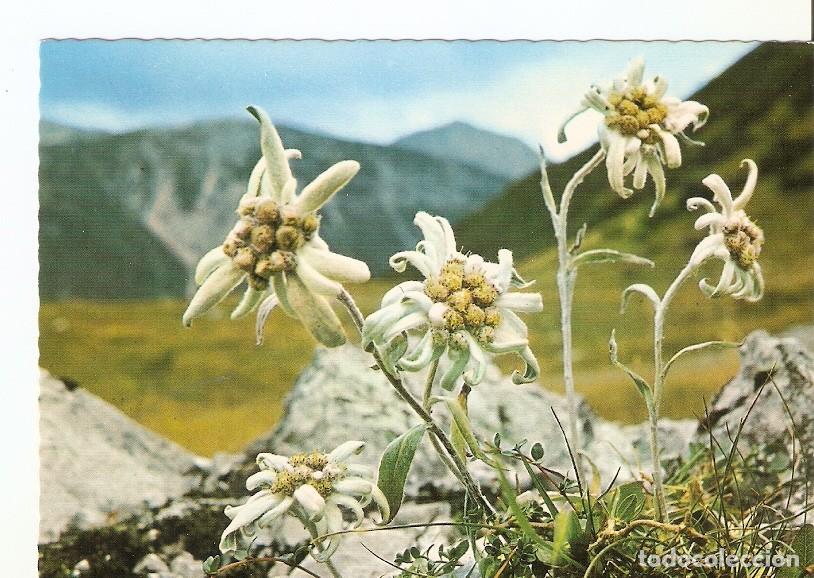 Postkarten: Postal 023195 : Flores - Varios