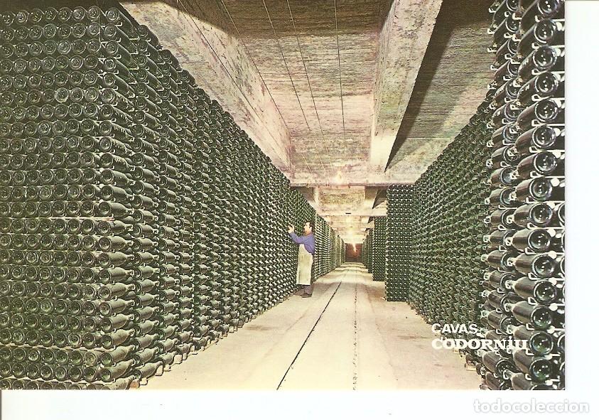 Postales: Postal 023831 : Botellas envejeciendo. Cavas Codorniu - Varios