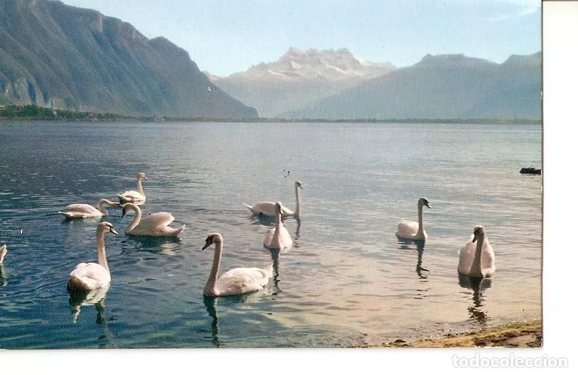 Postkarten: Postal 024124 : Les Cygnes du Lac Leman - Montreux - Varios