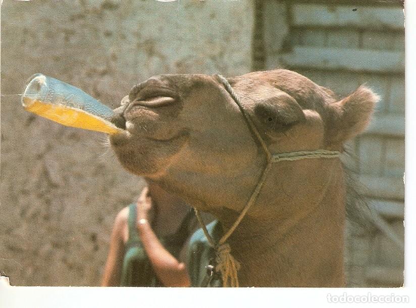 Postkarten: Postal 024604 : Tozeur Jardin Zoologique - Varios