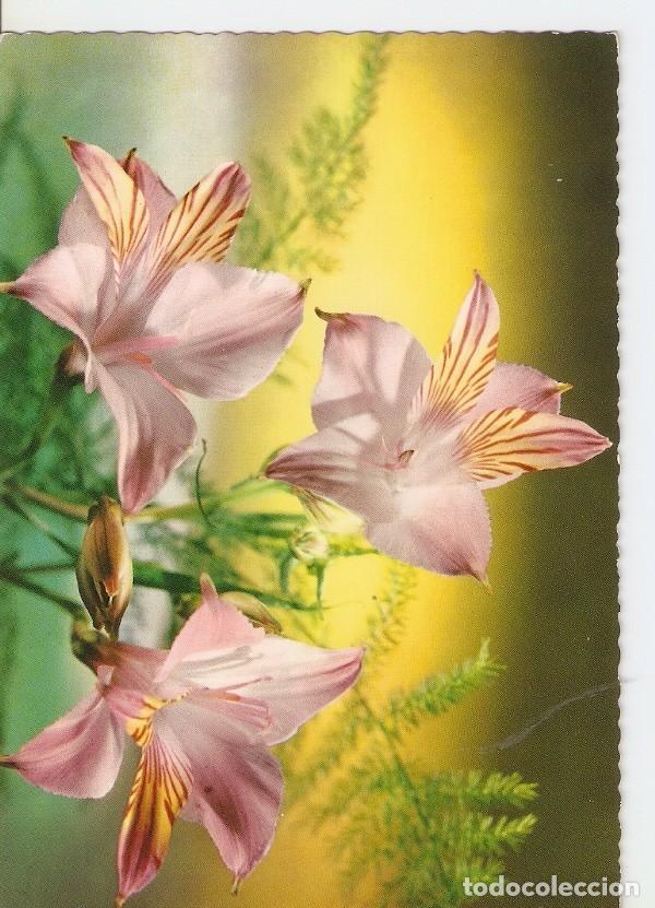 Postcards: Postal 025306 : Flores - Varios