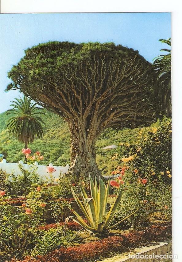 Postais: Postal 029624 : Icod de los Vinos - Tenerife Drago Milenario - Varios