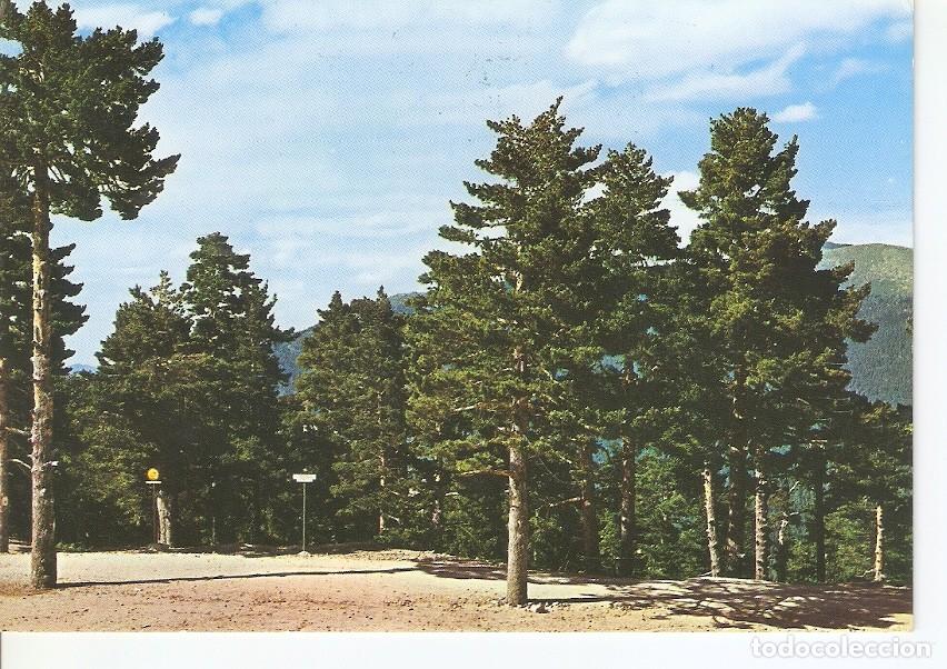 Postais: Postal 030789 : Puerto de Navacerrada (Madrid). Pinares - Varios