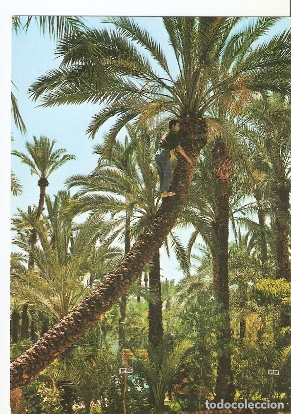Postcards: Postal 032138 : Elche. Huerto del Cura. Camping Palmeral - Varios