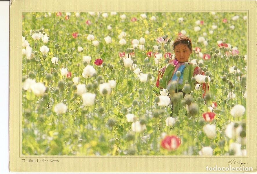 Postales: Postal 030527 : Thailand: The North Lisu Hilltribe: Poppies - pretty but sometimes pretty dangerous