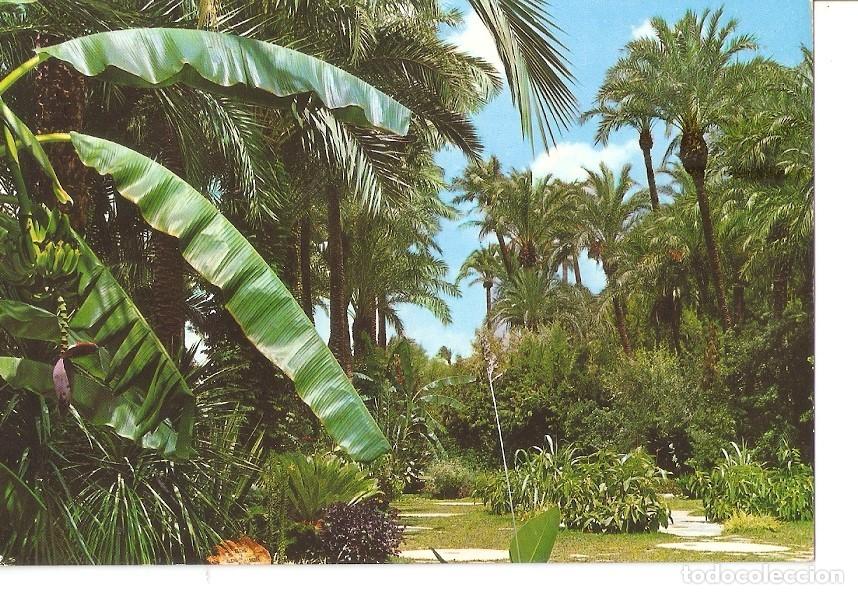 Postkarten: Postal 032838 : Elche. Huerto del Cura - Varios