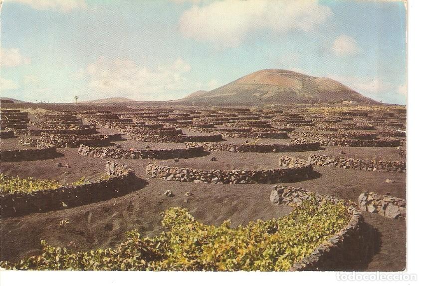 Postales: Postal 033219 : Lanzarote. Cultivos de la vid - Varios