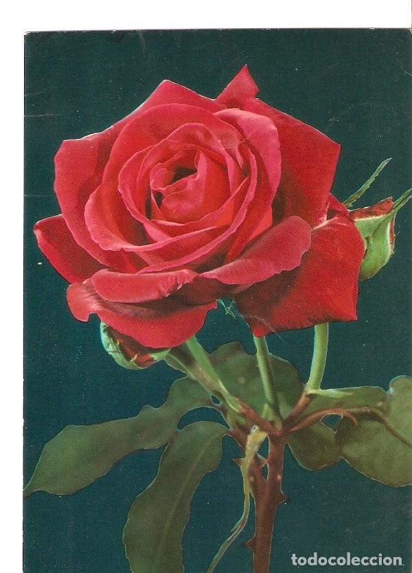 Postales: Postal 034269 : Rosa roja - Varios - Foto 1