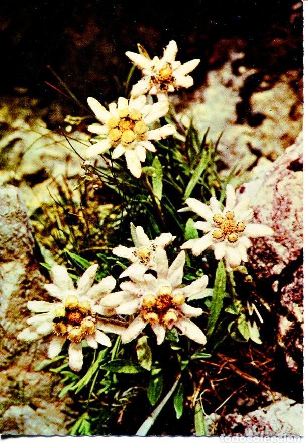 Postkarten: Postal 016577: EDELWEIS - Leontopodium Alpino Planta de alta monta&ntilde;a - Varios