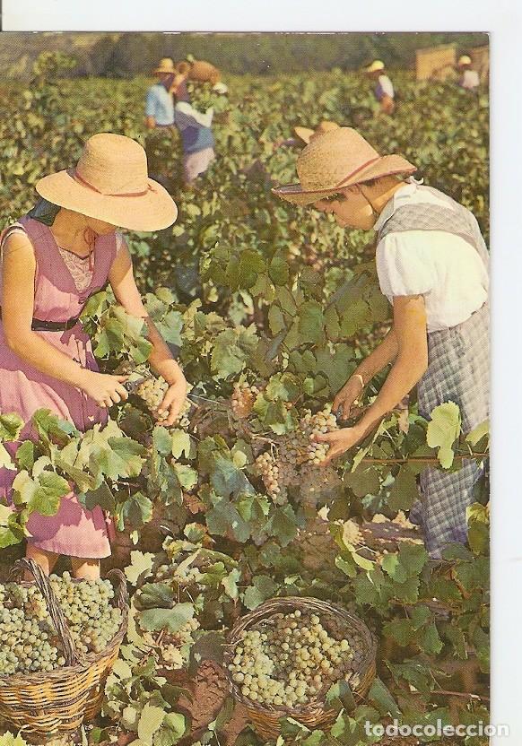 Postales: Postal 043489 : Cavas Codorniu. Vendimia - Varios