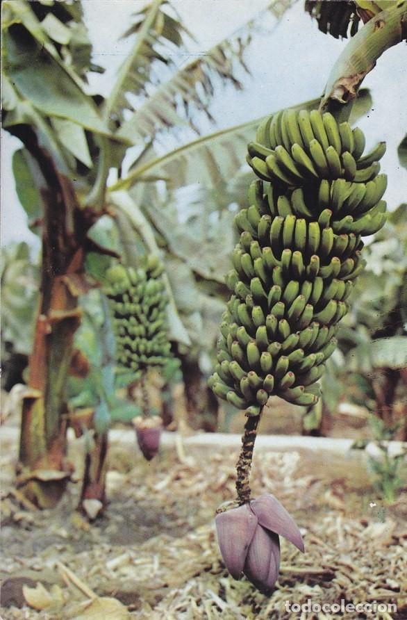 Postais: Postal 60388. Racimos de platanos. Tenerife - Varios