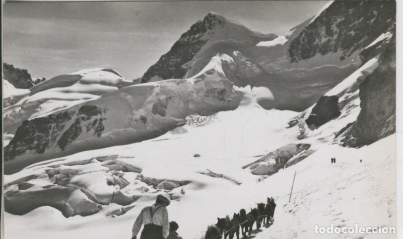 Postkarten: Postal 008876: Jungfraujoch 3454 m, Rottalhorn und Polarhunde - Varios