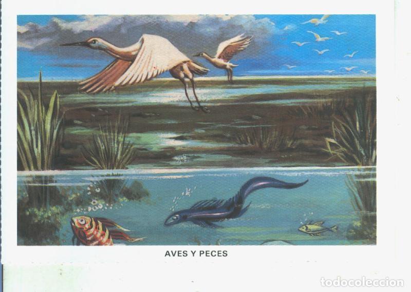 Postales: Postal 014525: La Biblia: Aves y Peces - Varios