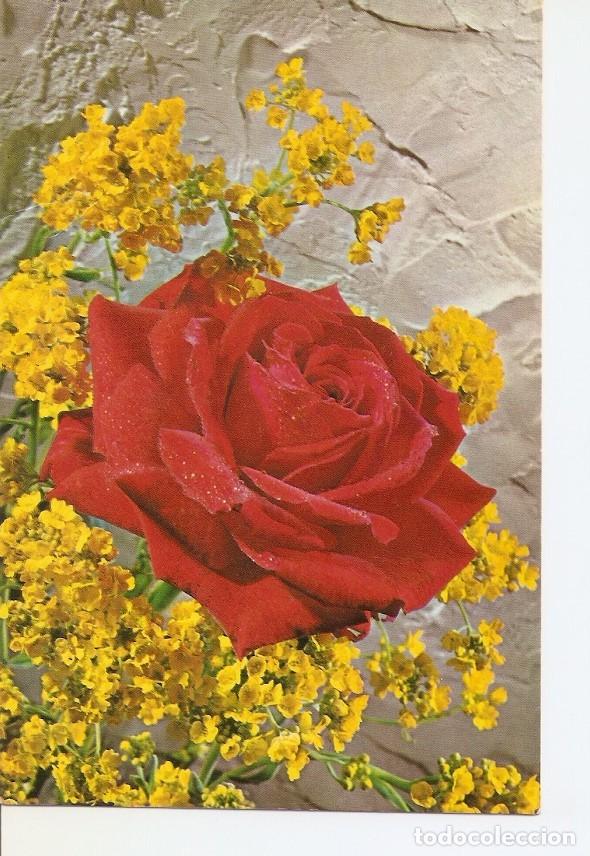 Postcards: Postal 031691 : Rosa roja - Varios