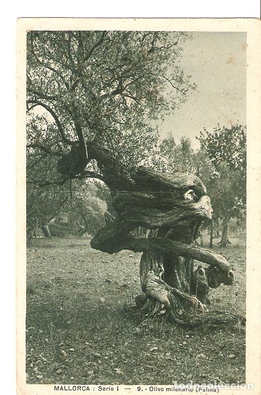 Postales: Postal 036277 : Mallorca. Olivo milenario (Palma) - Varios