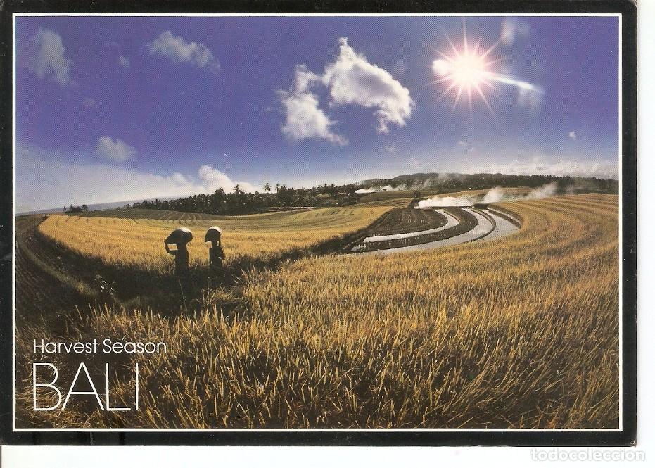 Postkarten: Postal 040531 : Bali. Harvest Season - Varios