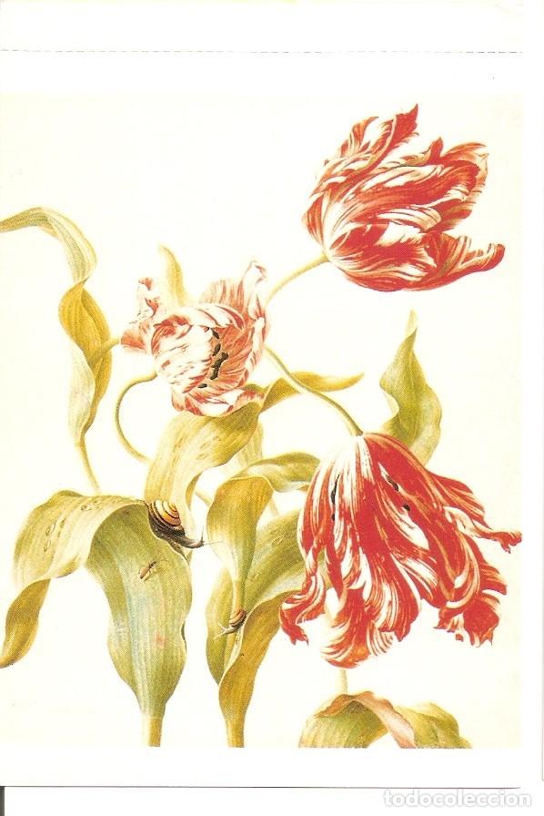 Cartoline: Postal 041312 : Herman Henstenburg Three Tulips C. 1700. Haarlem Teylers Museum - Varios