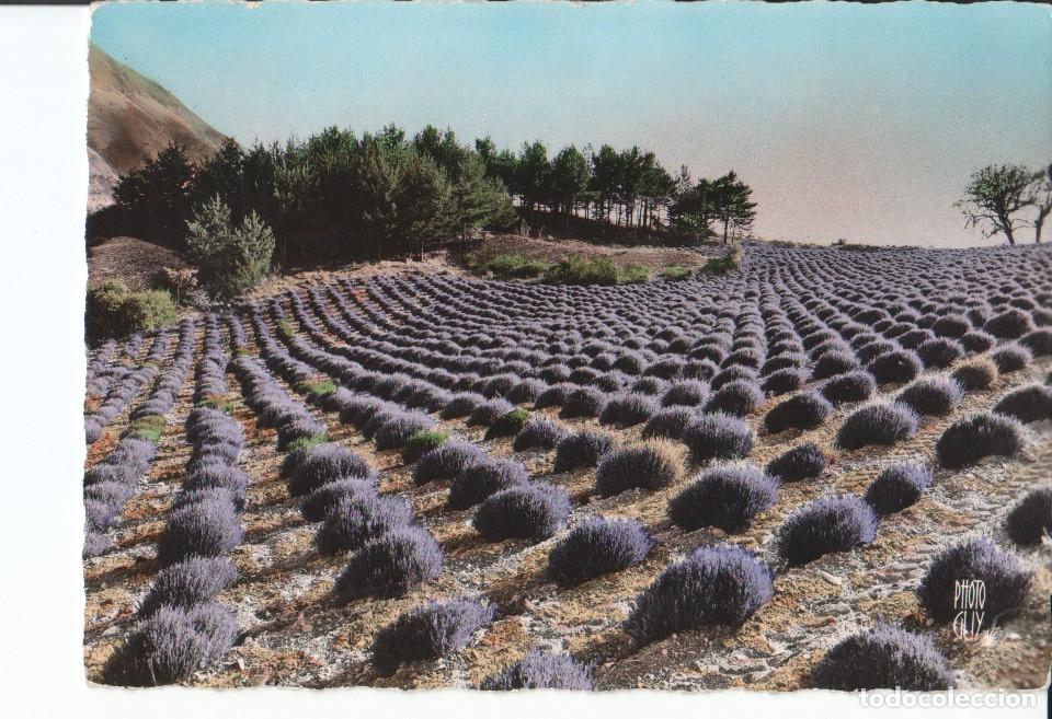 Postales: Postal 016844: PROVENCE - Un champ de Lavande. Campo de Lavanda en Provenza - Varios
