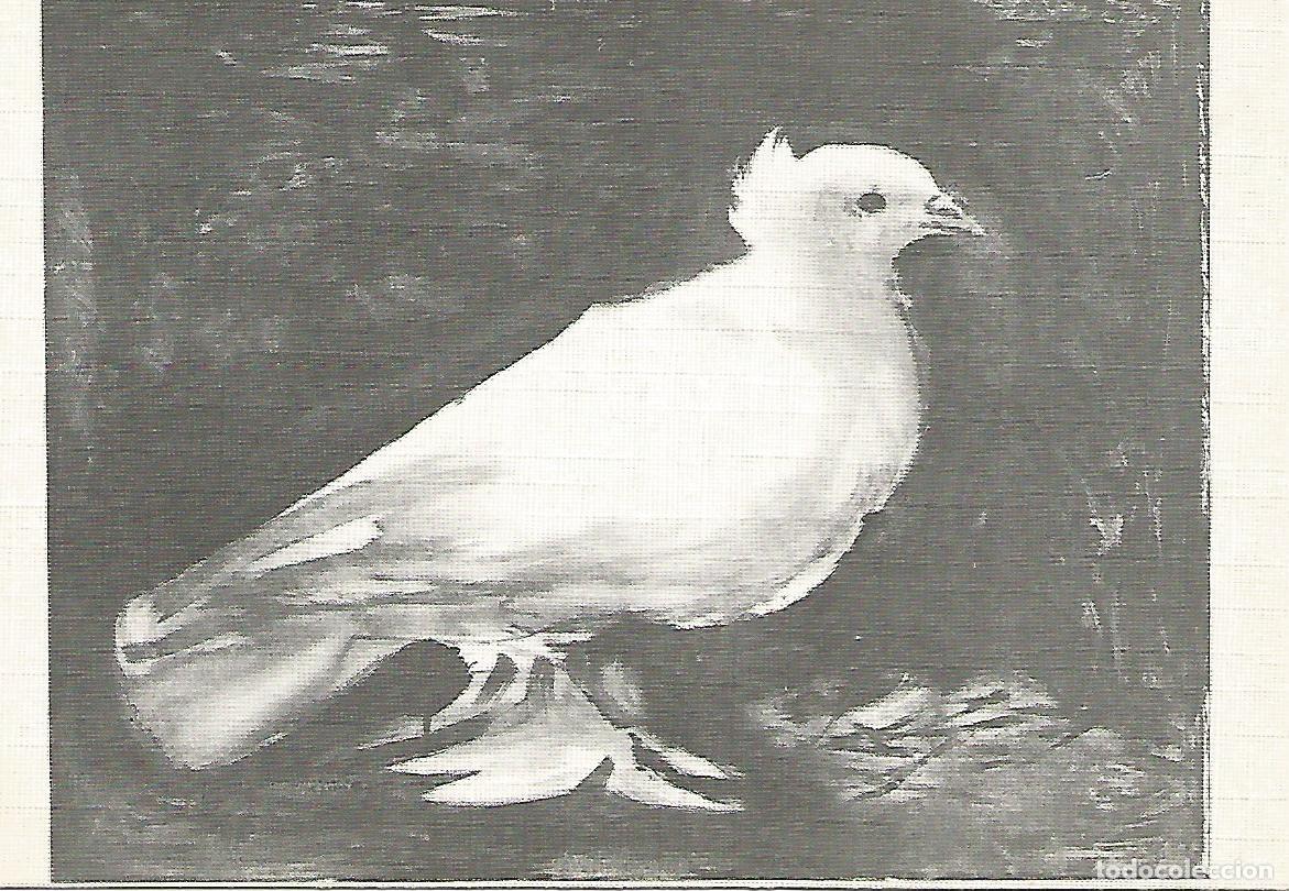 Postcards: Postal 50533: MUSEO PICASSO - La Paloma - Varios
