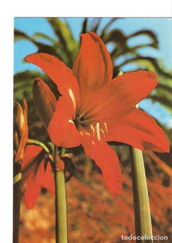 Postcards: Postal 022865 : Amaryllis, Jardin Botanico Mar i Murtra, Blanes (Costa Brava) - Varios