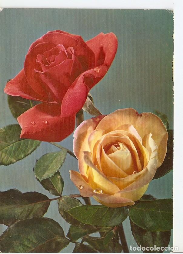 Postais: Postal 044478 : Rosas - Varios