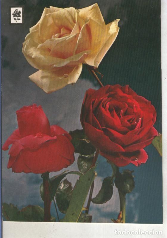 Postcards: Postal 015280: Rosas - Varios