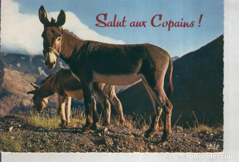 Postales: Postal 016179: Burros en Interlaken - Varios - Foto 1