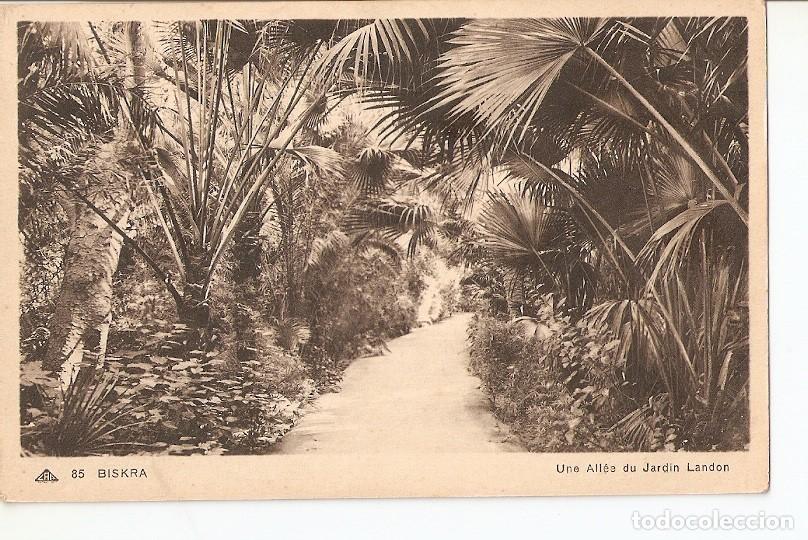 Postais: Postal 026839 : Biskra, Une Allee du Jardin Landon - Varios