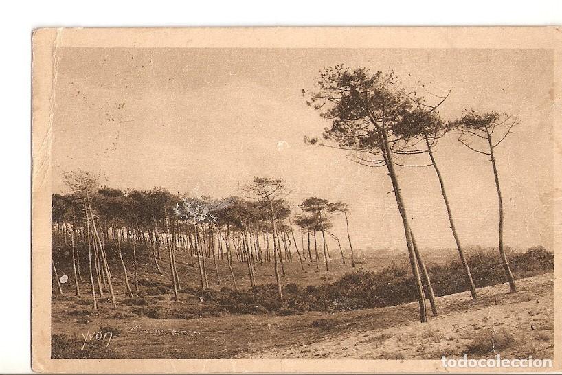 Postkarten: Postal 027033 : Les Pins de la Cote dArgent, A Capbreton. Les Landes de Gascone - Varios