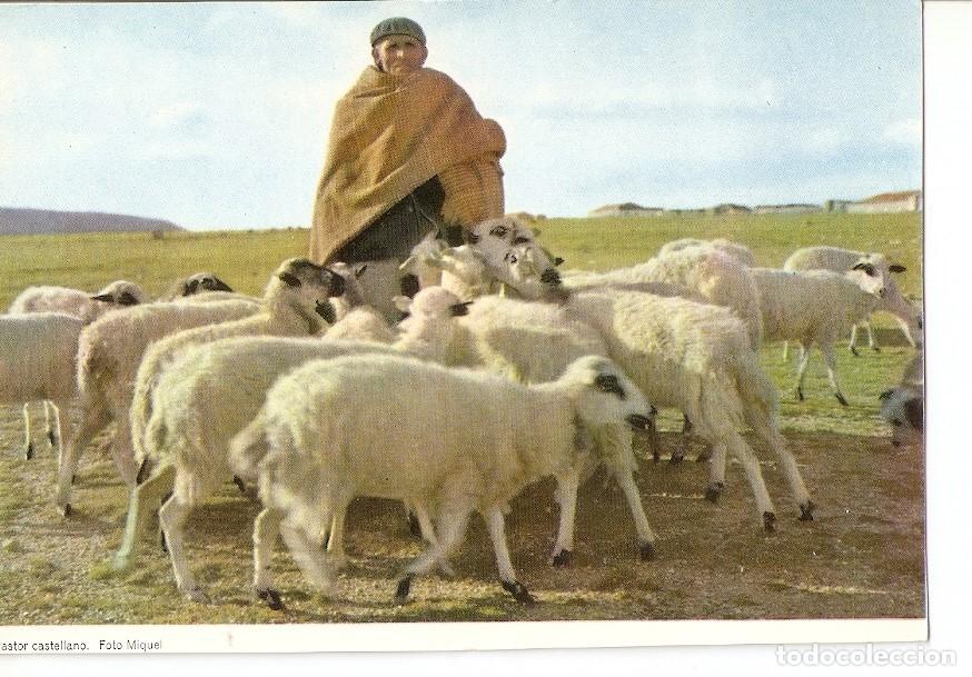 Postales: Postal 025763 : Pastor castellano. Foto Miquel - Varios