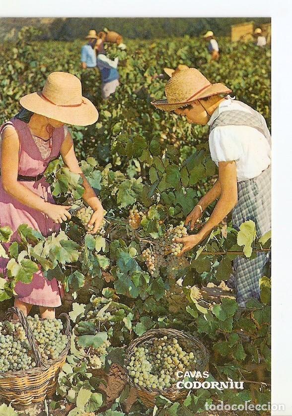 Postales: Postal 029749 : Cavas Codorniu Vendimia - Varios