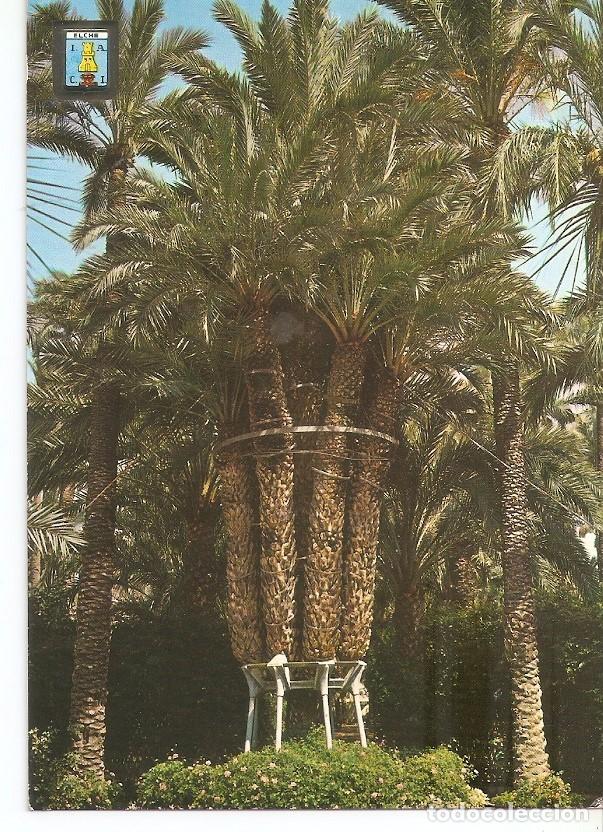 Postkarten: Postal 032850 : Elche. Palmera Imperial - Varios