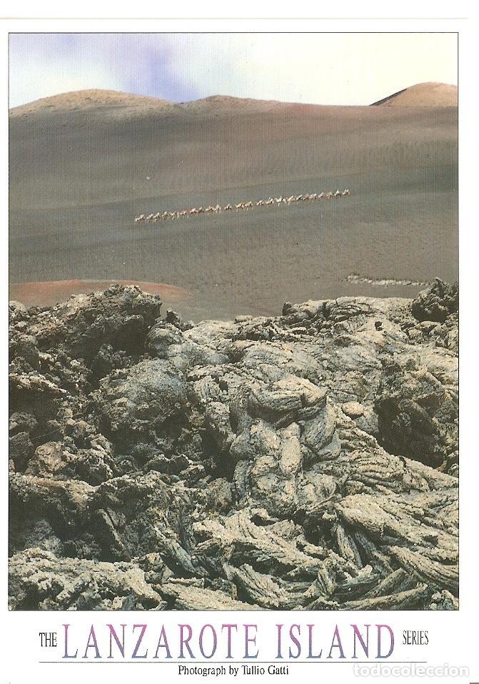 Postcards: Postal 039282 : Lanzarote. Parque Nacional de Timanfaya. Camellos - Varios