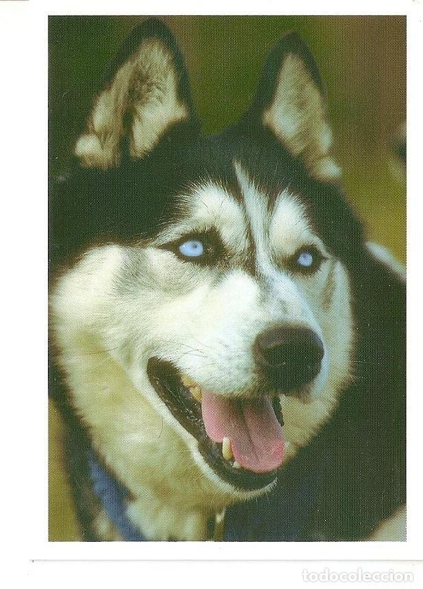 Postales: Postal 039647 : Lobo - Varios - Foto 1