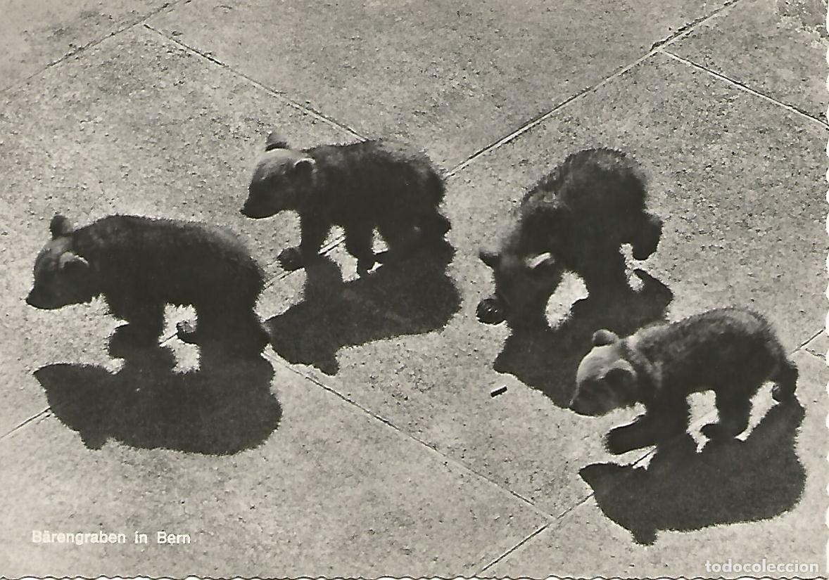 Postkarten: Postal 50602: BERNA - La fosa de los osos - Varios