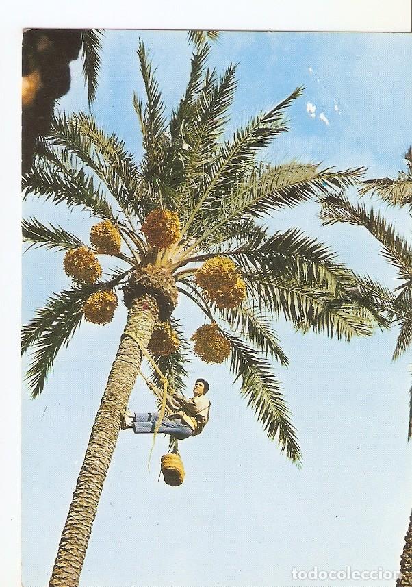 Cartoline: Postal 042932 : Elche (Alicante). Recogida del fruto - Varios