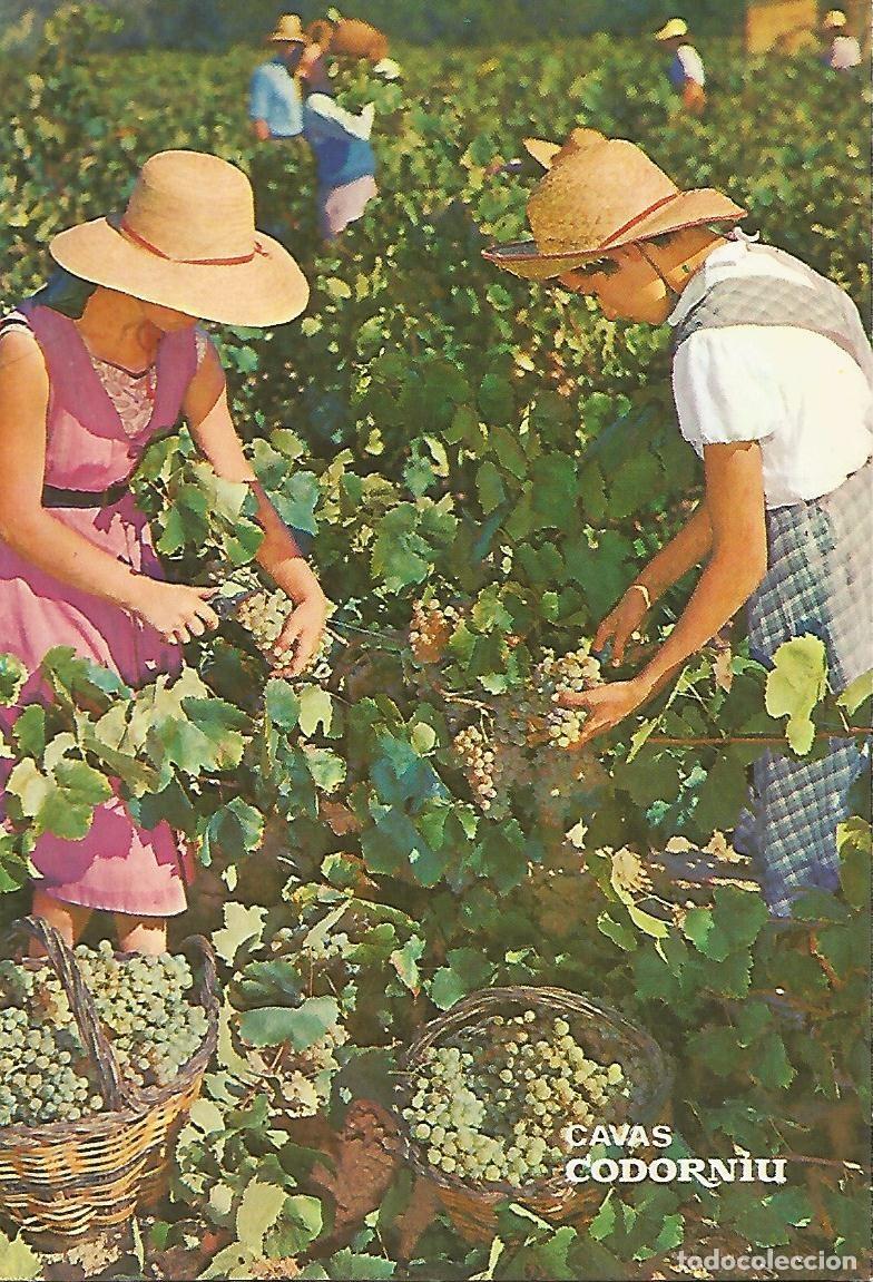 Postales: Postal 52052: CAVAS CODORNIU - Vendimia - Varios - Foto 1