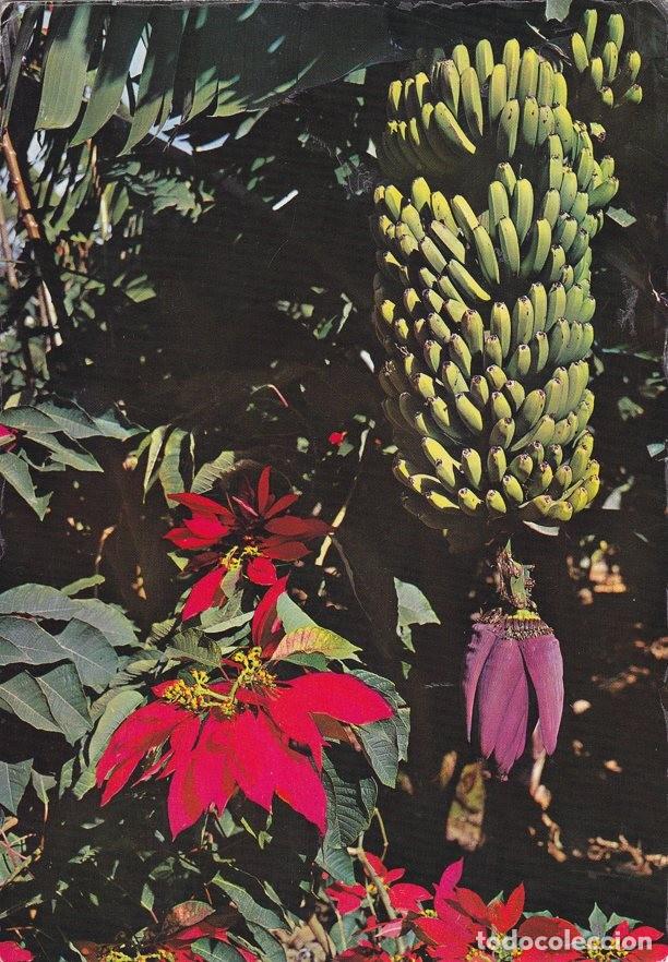 Postais: Postal 60387. Racimos de platanos. Tenerife - Varios