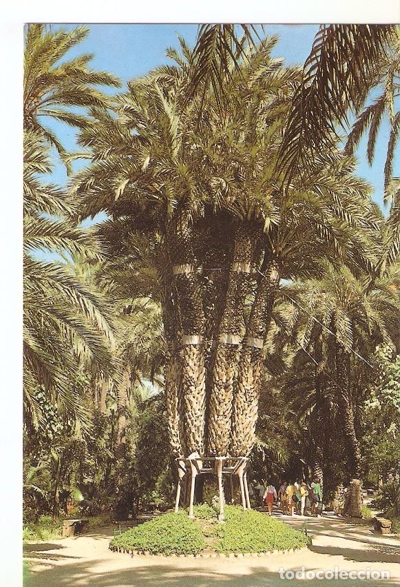 Cartes Postales: Postal 045874 : Huerto del Cura - Elche. Palmera Imperial - Varios