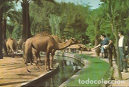 Postkarten: POSTAL 53138: ZOO DE BARCELONA. Camellos - Varios