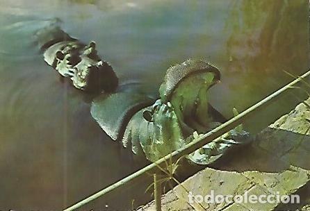 Postkarten: POSTAL 53139: ZOO DE BARCELONA. Hipopotamos - Varios