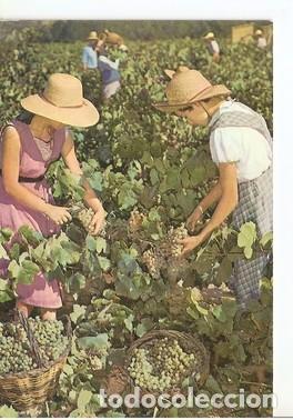 Postales: Postal 047860 : Cavas Codorniu. Vendimia - Varios