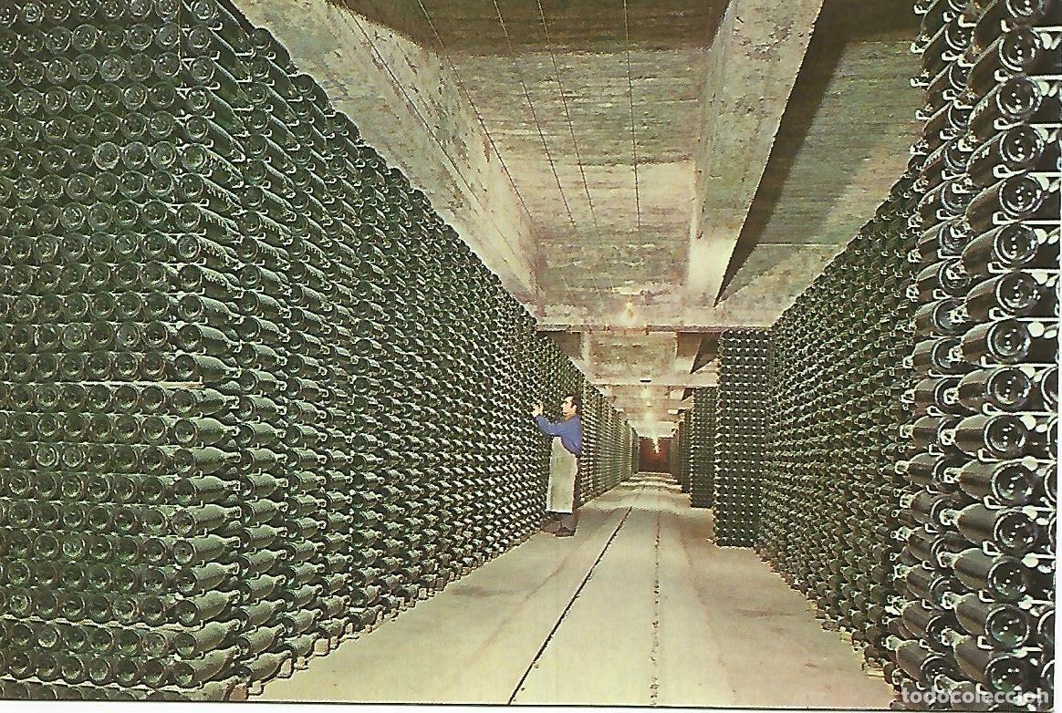 Postales: Postal 50130: CAVAS CODORNIU - Botellas envejeciendo